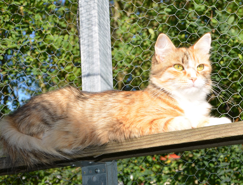 sibirisk katt