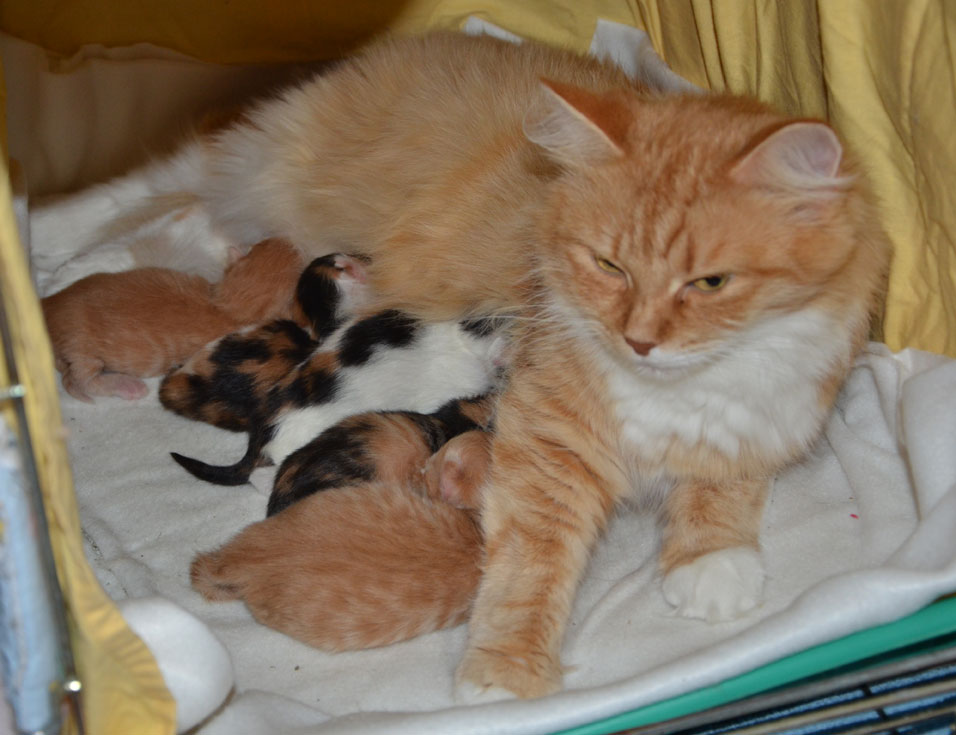 sibirisk kattunge
