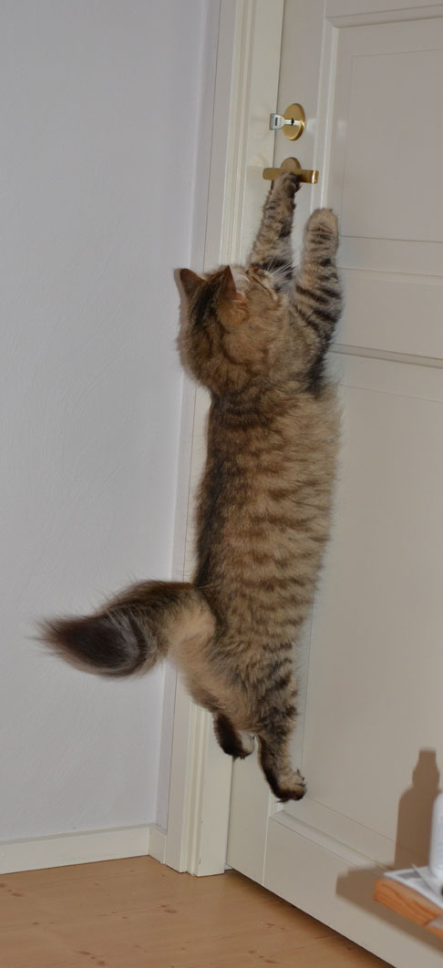 katt toalett träning katt toalett träning