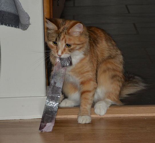 sibirisk katt
