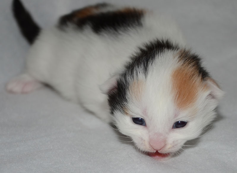 sibirisk kattunge