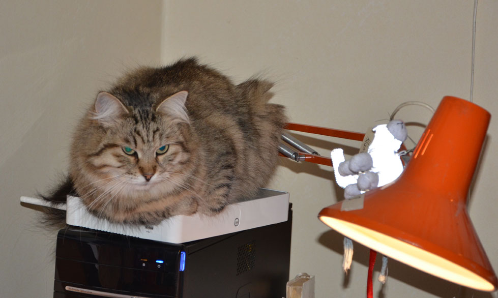 sibirisk katt