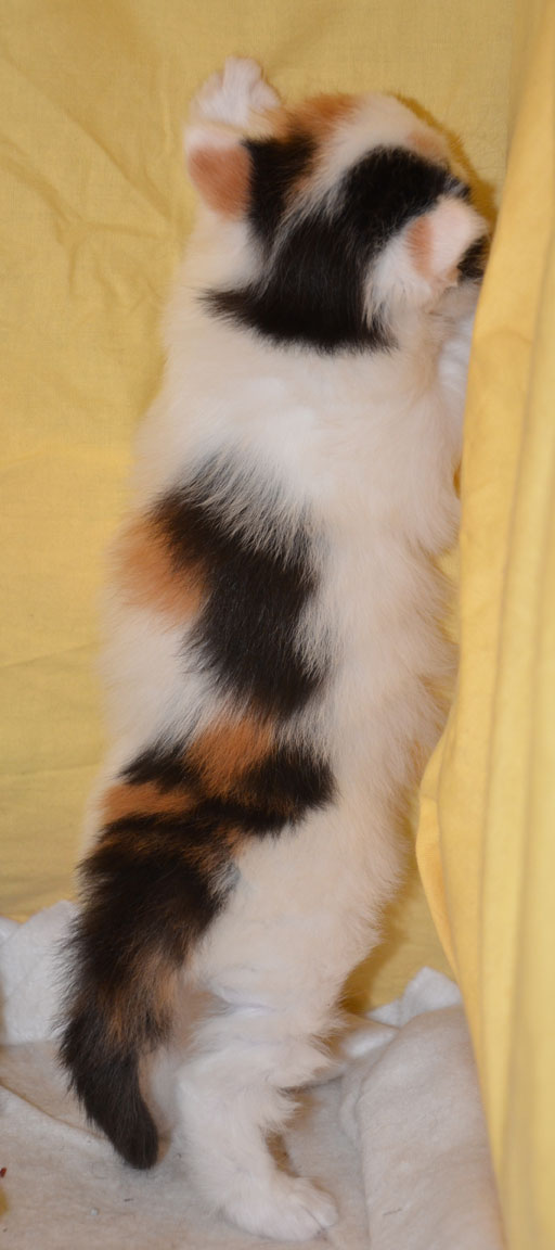 sibirisk kattunge