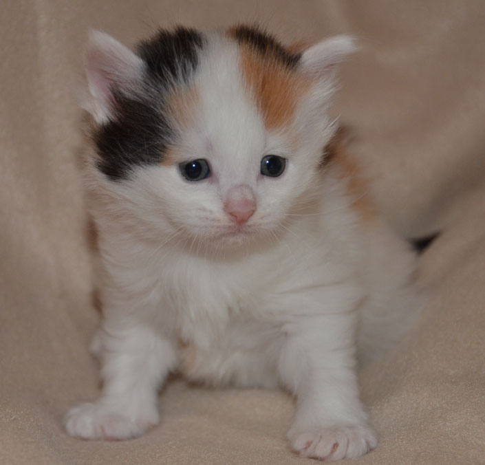 sibirisk kattunge