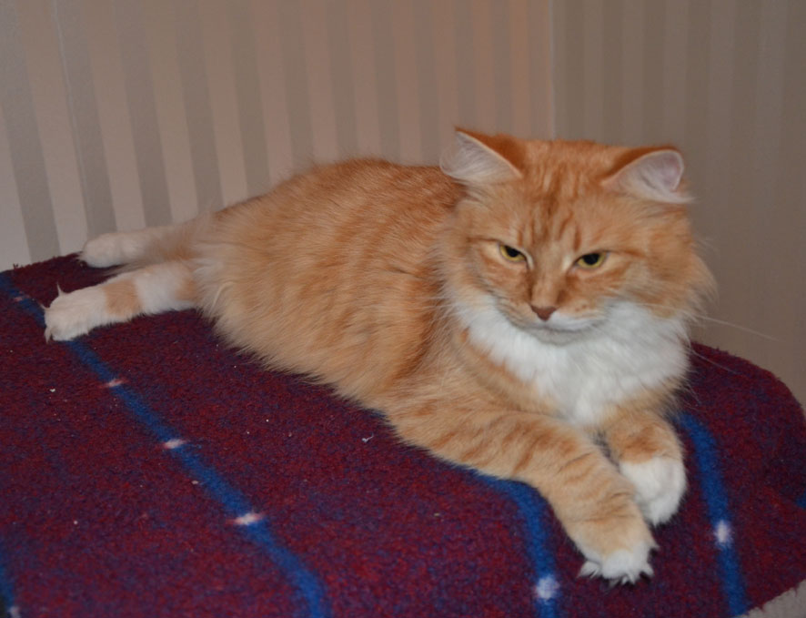 sibirisk katt