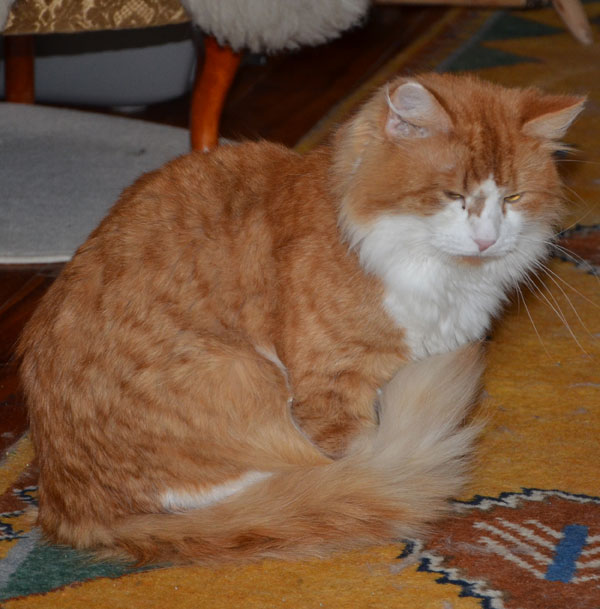 sibirisk katt Mantas Mirre