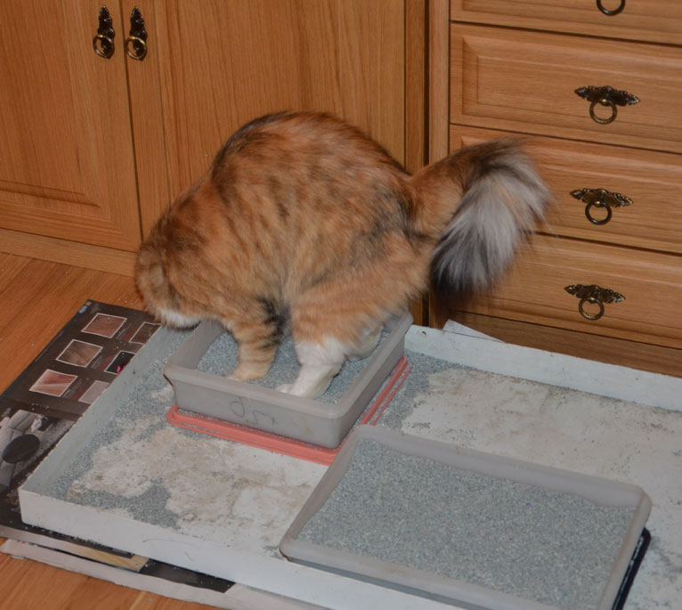 sibirisk katt Dani