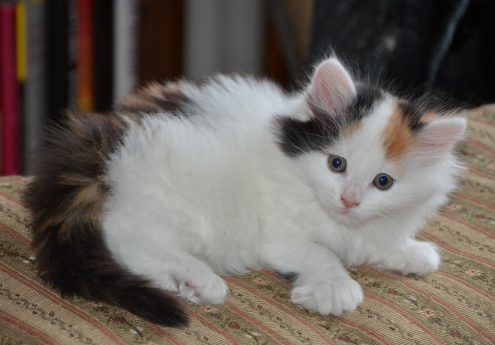 sibirisk kattunge