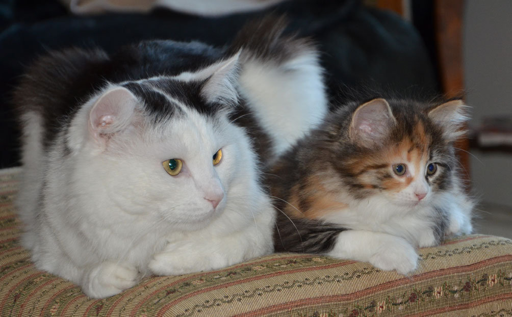 sibirisk katt