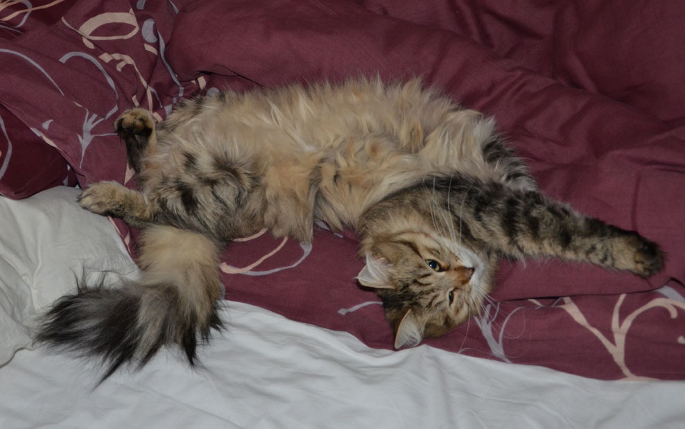sibirisk katt