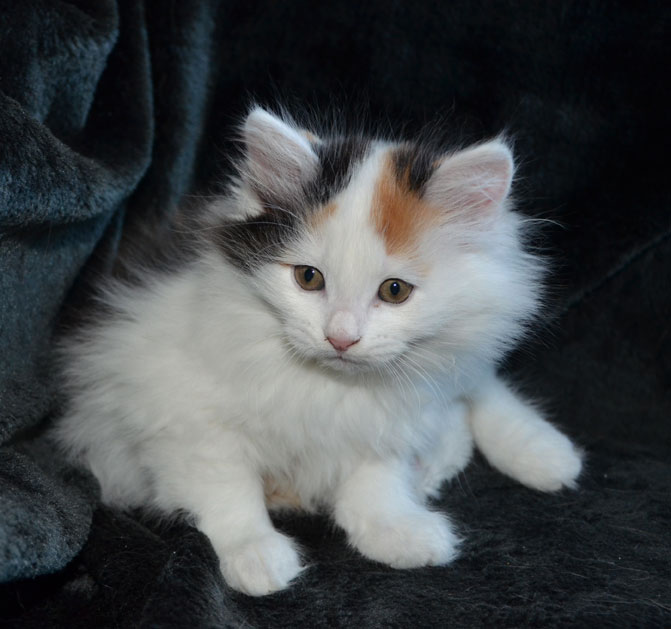sibirisk kattunge