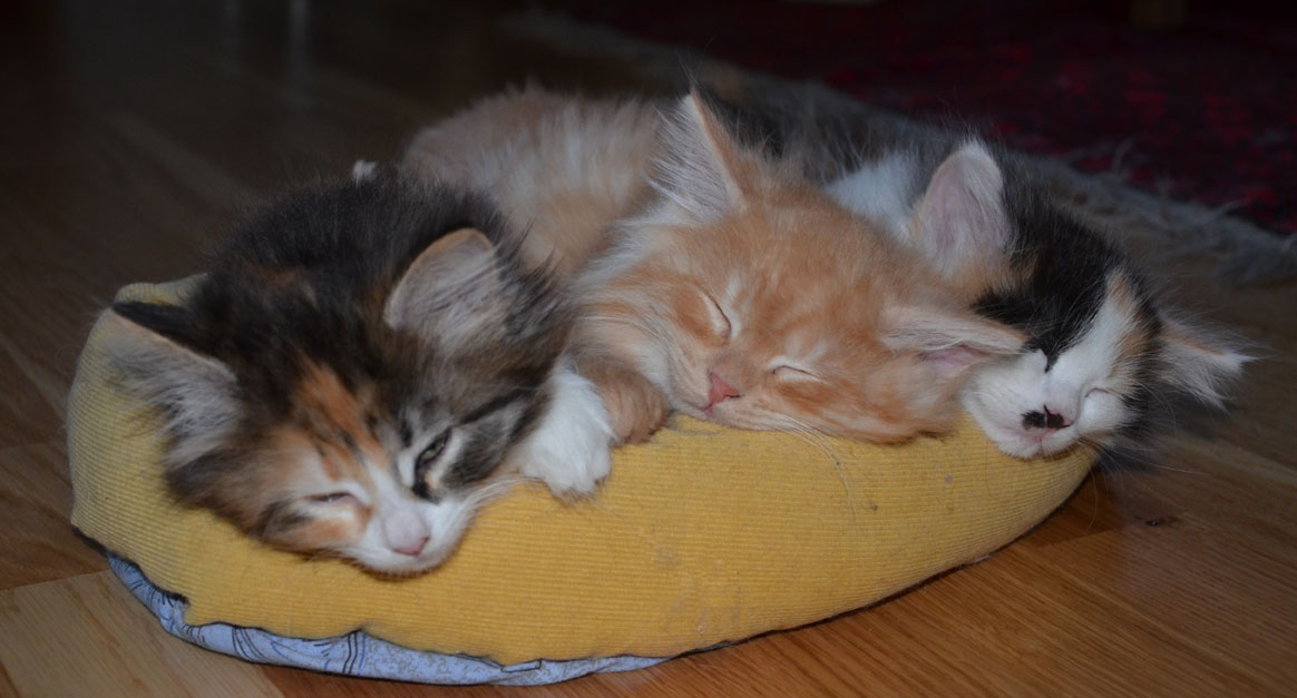 sibirisk kattungar