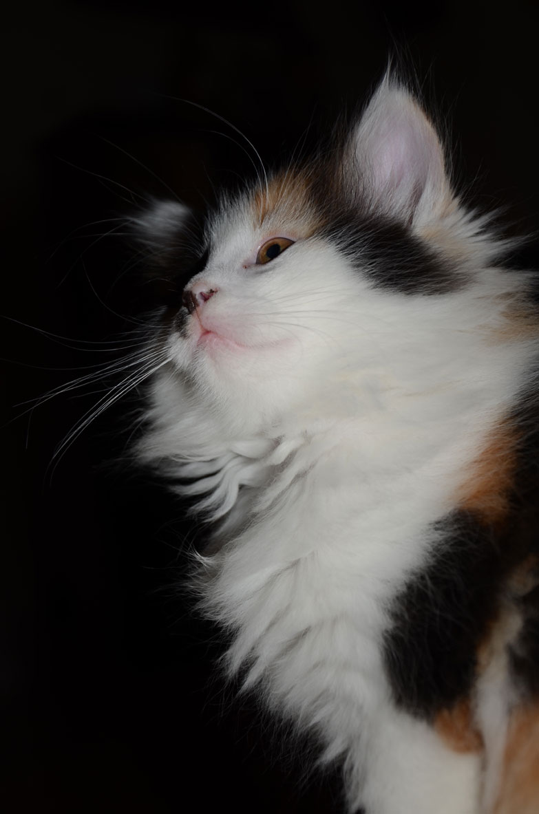 sibirisk kattunge