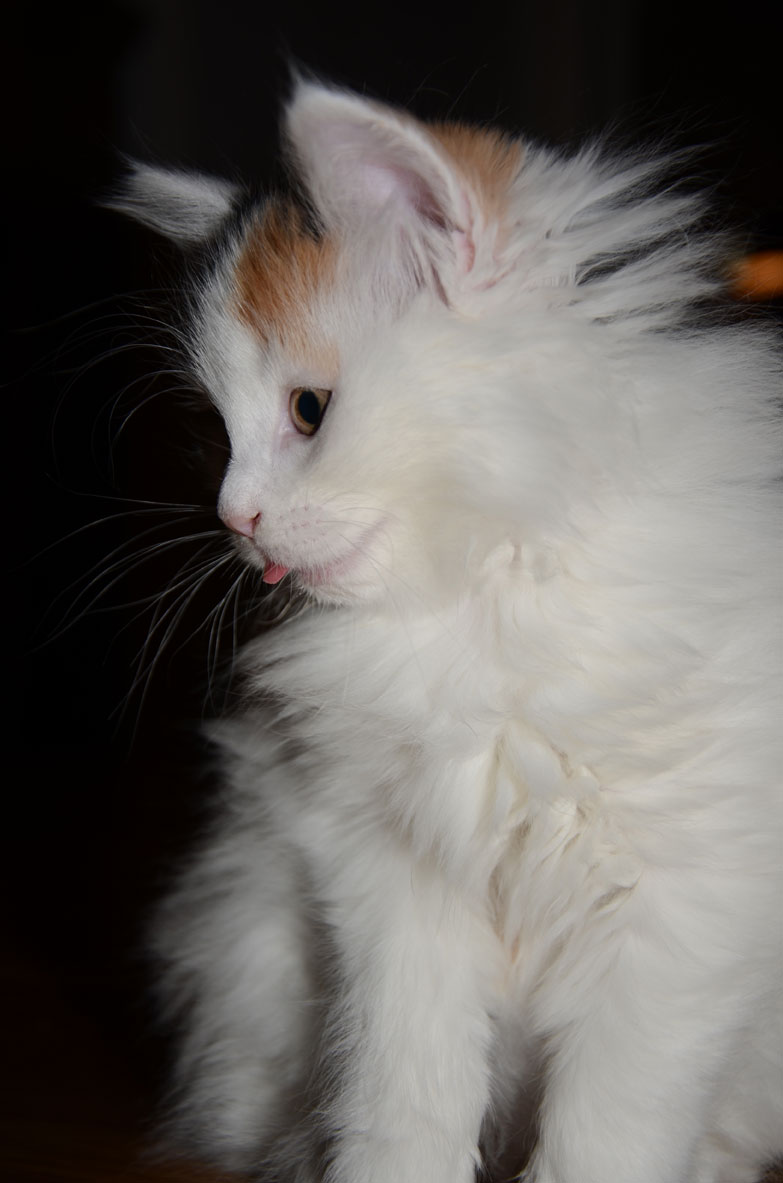 sibirisk kattunge