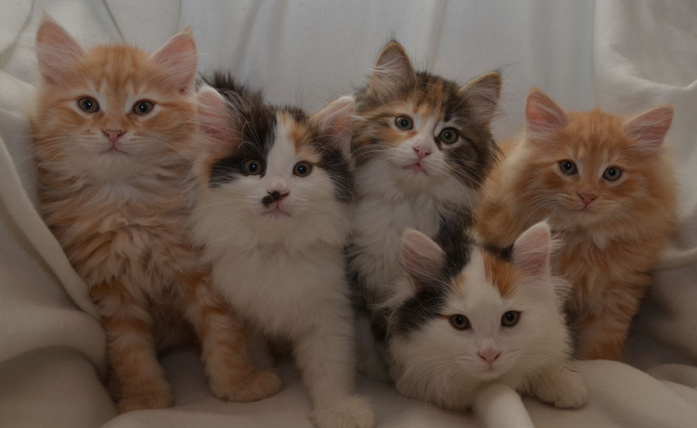 sibirisk katt I-kullem