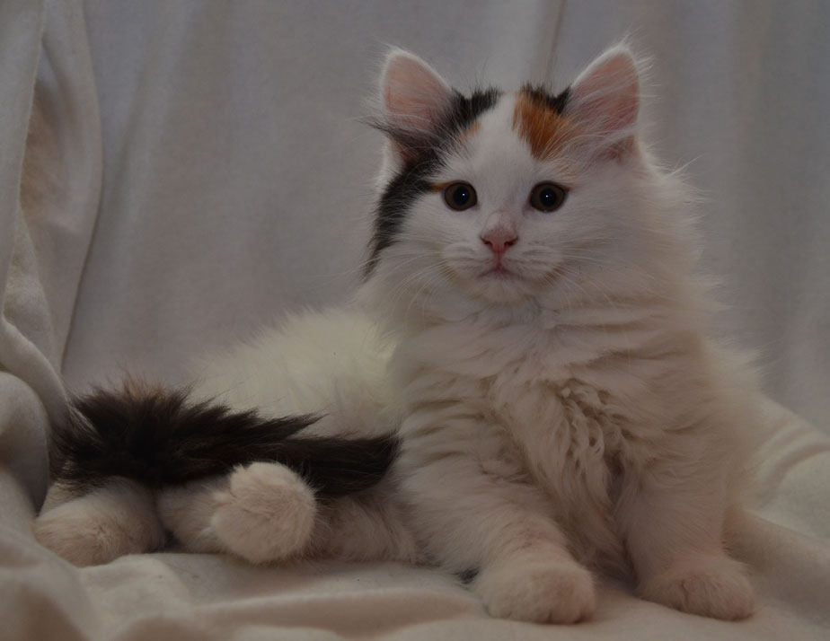 sibirisk kattunge