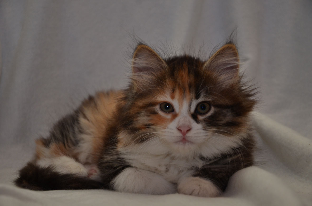 sibirisk kattunge