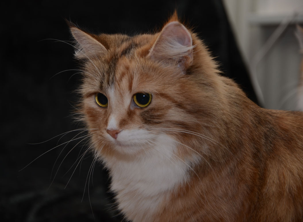 sibirisk katt