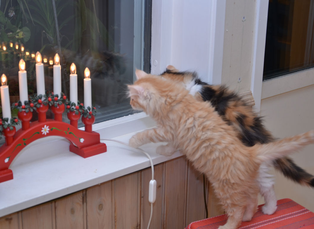 sibiriska kattungar