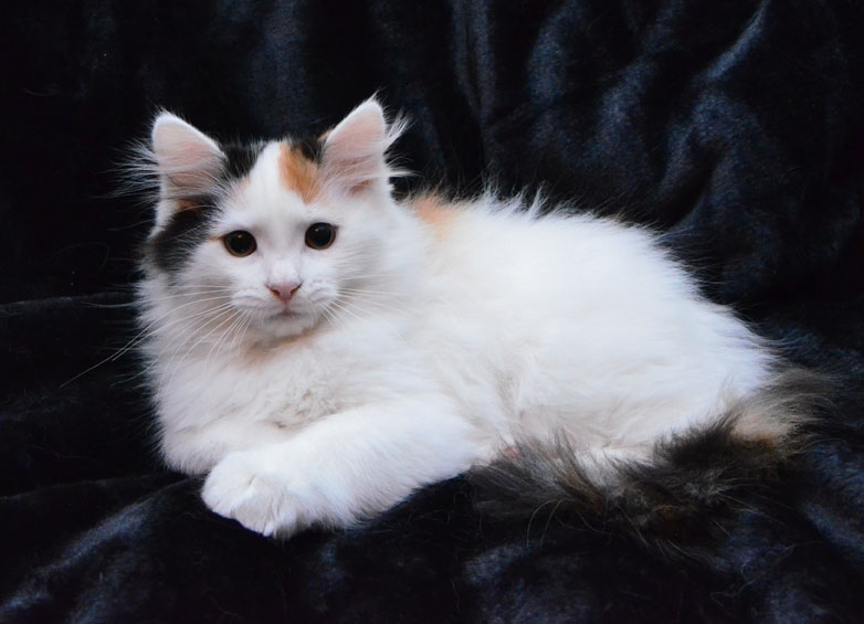 sibirisk kattunge