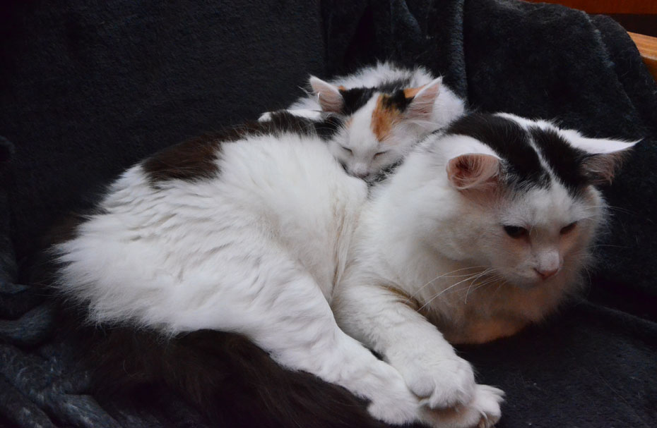 sibirisk katt
