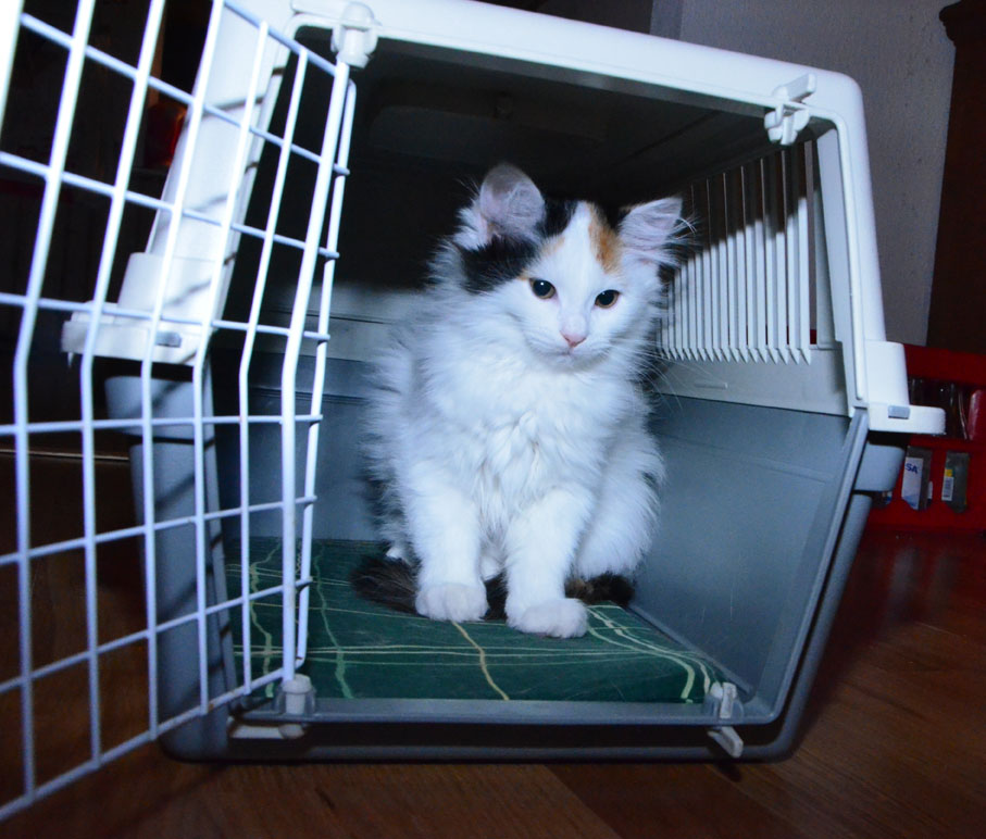 sibirisk katt