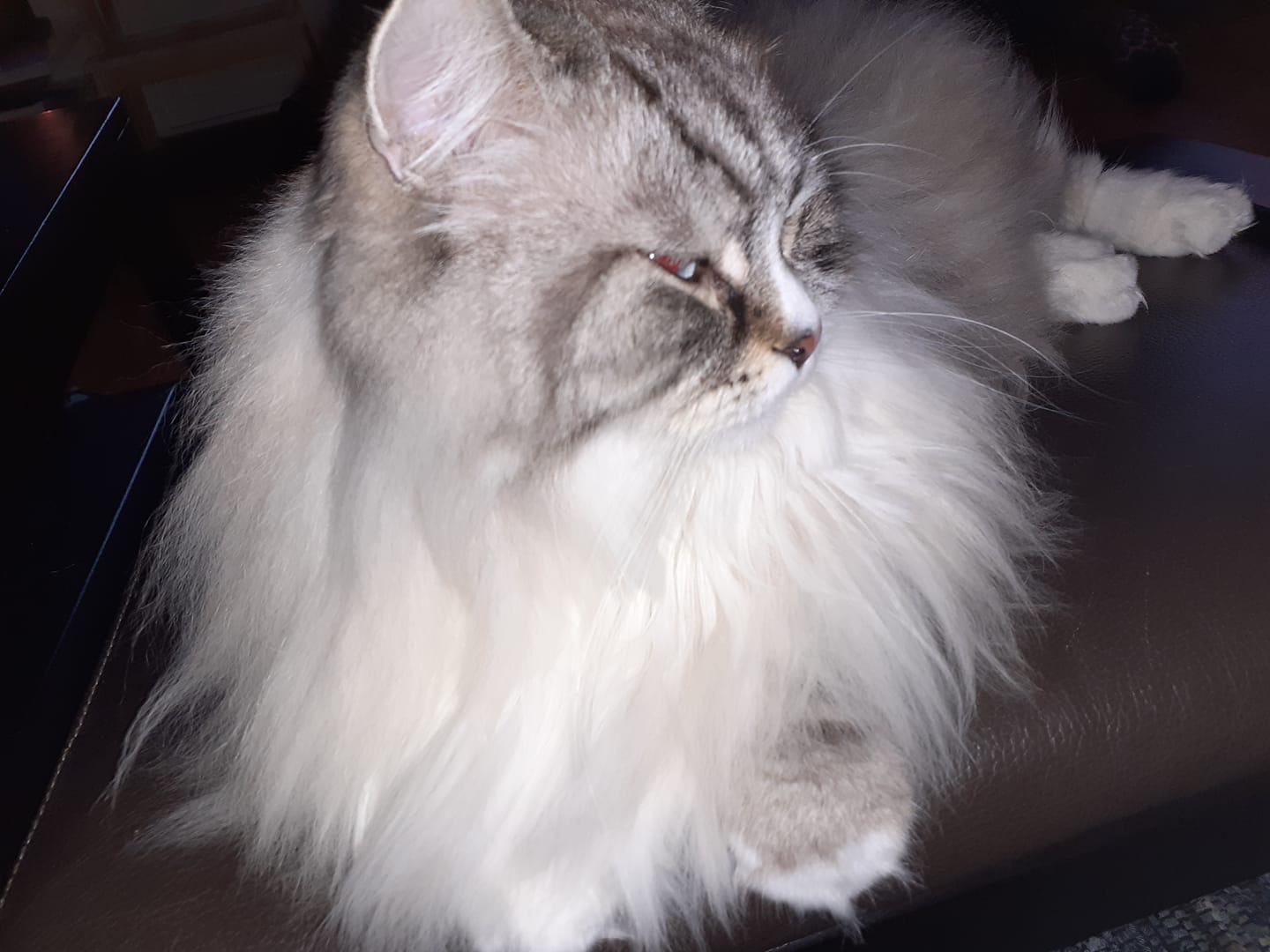 Neva masquerde katt Vladimir
