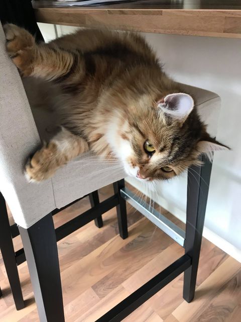 sibirisk katt Ul