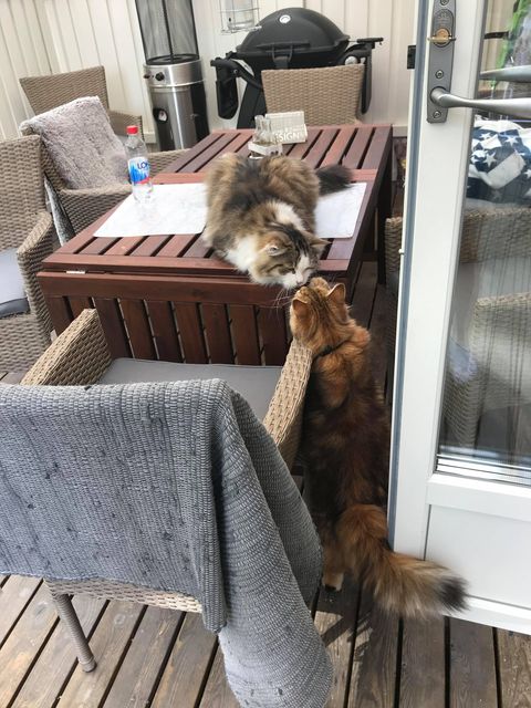 sibirisk katt Pluto o Ul