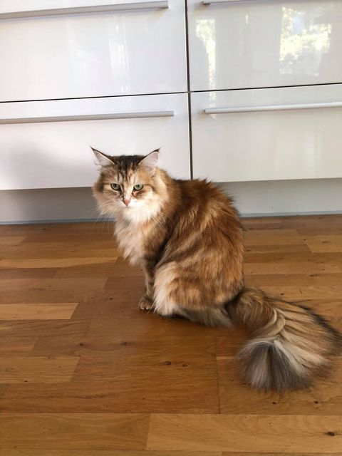 sibirisk katt Quine