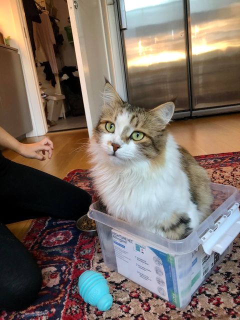 sibirisk Katt Ricco