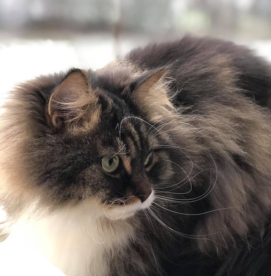 sibiriskkatt Achilles