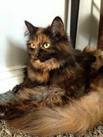 sibirisk katt Kathleen