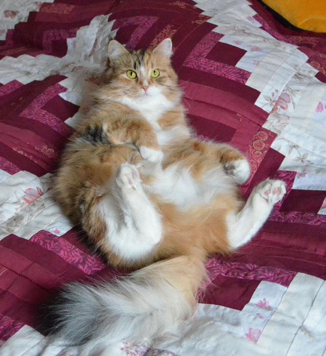 Sibirisk katt_Dani
