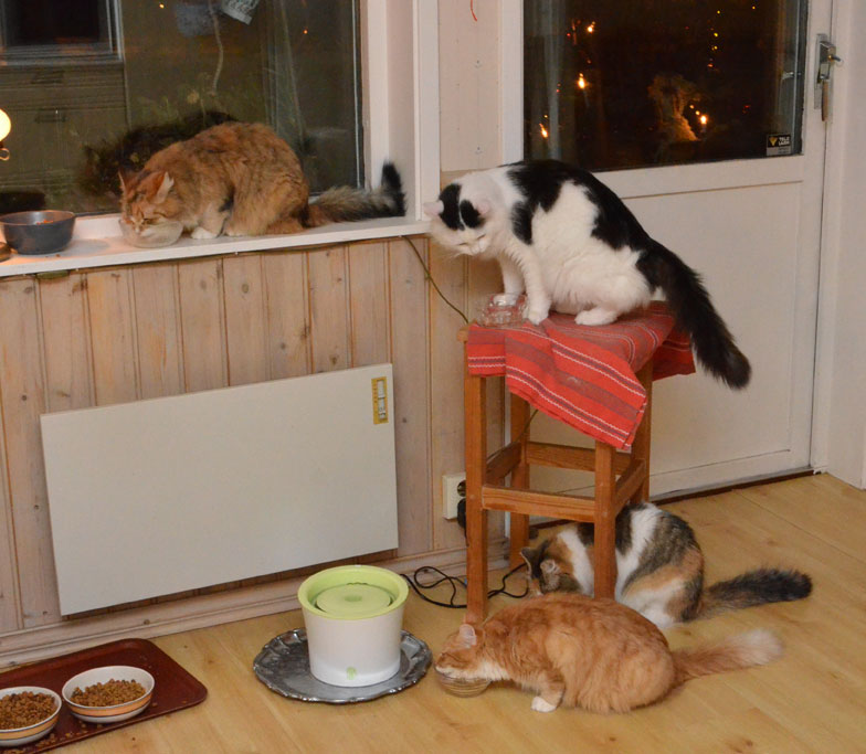 sibirisk katter