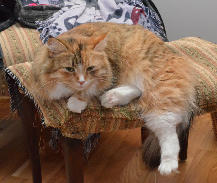 sibirisk katt