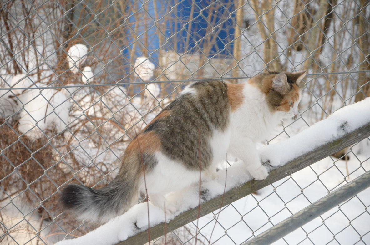 sibirisk katt Colbie