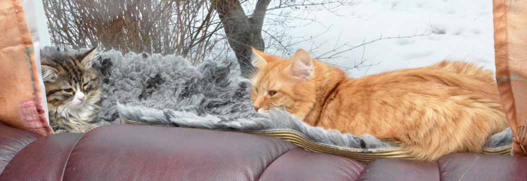sibirisk katt
