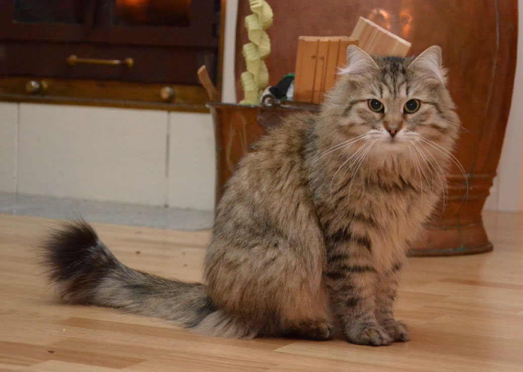 Sibirisk katt Gabbies