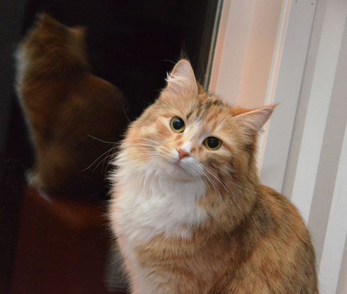sibirisk katt