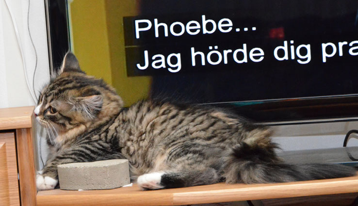 sibirisk kattunge