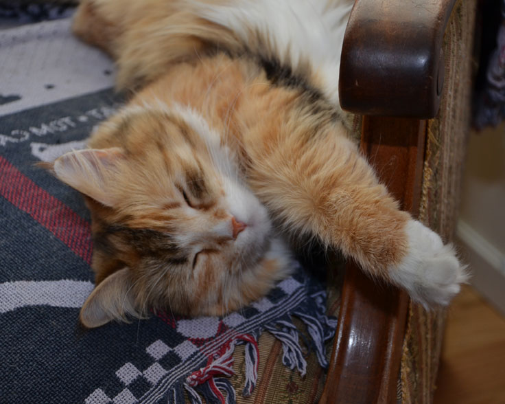 sibirisk katt