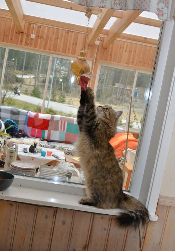 sibirisk katt