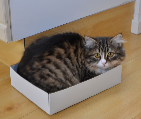 sibiriska kattunge Mitzi