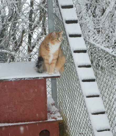 sibirisk katt