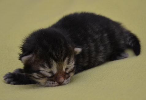 sibirisk kattunge