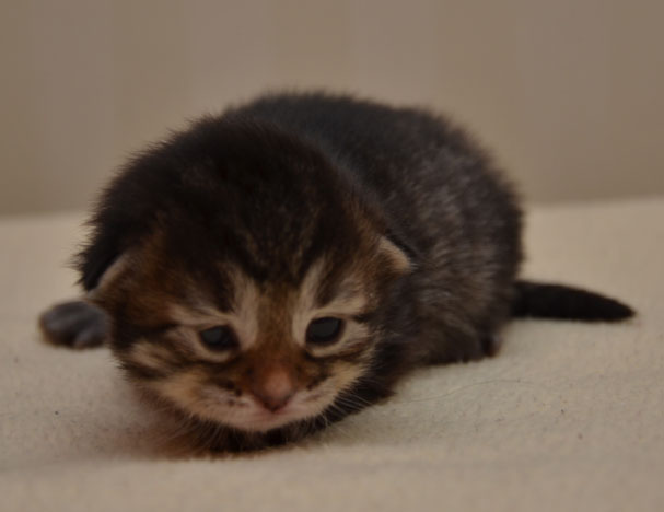 sibirisk kattunge