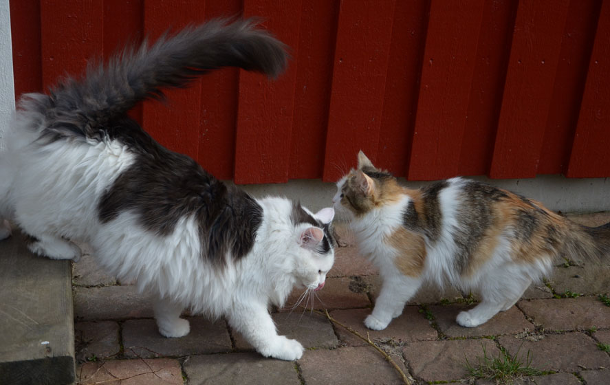 sibirisk katt