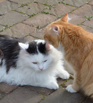 sibirisk katt