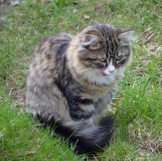 sibirisk kattunge